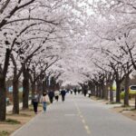 보은 벚꽃길 축제 체험과 벚꽃 명소 정보 보은 벚꽃길 산책로와 벚나무 풍경