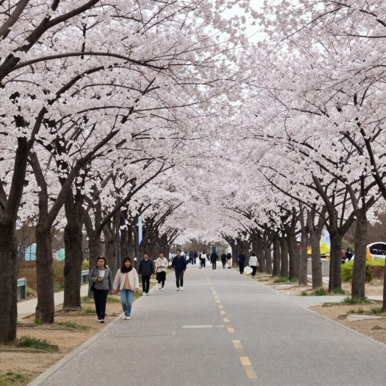 보은 벚꽃길 산책로와 벚나무 풍경