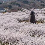 창녕 낙동강 유채축제의 넓은 유채밭과 풍차 포토존 풍경