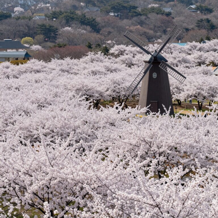 창녕 낙동강 유채축제의 넓은 유채밭과 풍차 포토존 풍경
