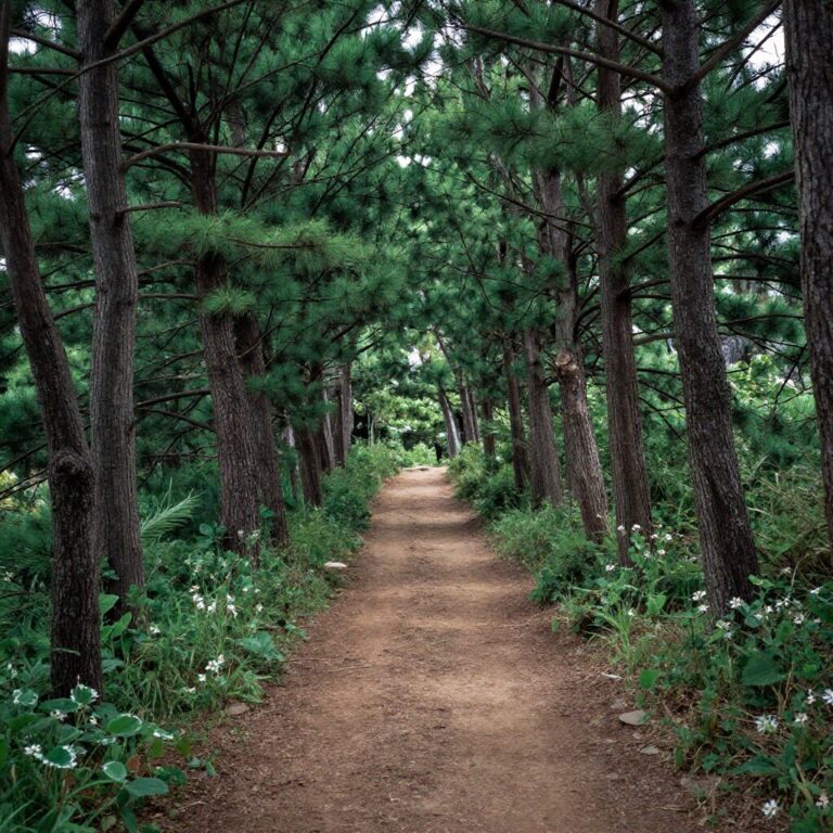 삼면이 강으로 둘러싸인 청령포의 고즈넉한 풍경과 나무 숲길
