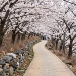 청산도 슬로길 유채꽃밭과 돌담길 풍경