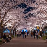 2026 대덕물빛축제의 야간 경관조명과 대청호 벚꽃 풍경