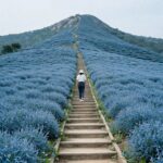 대한다원의 계단식 푸른 녹차밭과 멀리 보이는 산봉우리 풍경