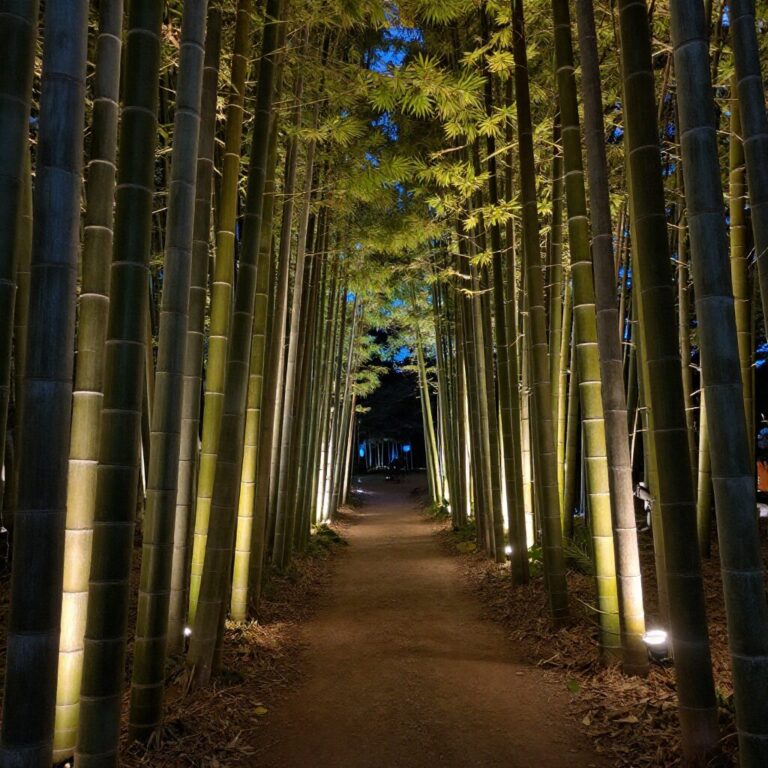 담양 대나무축제 야간 조명이 비친 죽녹원 대나무 숲 길