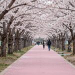 2026년 가평 에덴벚꽃길 벚꽃축제 정보와 꿀팁 가평 에덴벚꽃길 축제장 벚꽃 터널과 핑크빛 길 조망