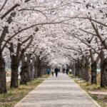 2026년 김포 계양천 풍년교 일대 벚꽃 길 봄 풍경