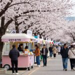 군산 은파벚꽃야시장 푸드트럭과 사람들