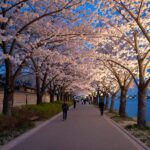 구룡마을 벚꽃축제 야간 조명이 비친 동삼해수천 벚꽃길 감성적인 풍경