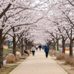 봄 벚꽃이 만개한 경주 대릉원 돌담길 축제 풍경