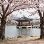 2026년 강릉 경포 벚꽃축제 시즌 오픈과 최신 정보 봄날 햇살 아래 분홍빛 벚꽃이 만개한 경포대 정자와 호수 전경