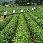 하동 야생차 문화축제의 푸르른 차밭과 다원 풍경