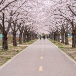 봄날 중랑천을 따라 흐드러지게 핀 분홍빛 벚꽃 길 풍경