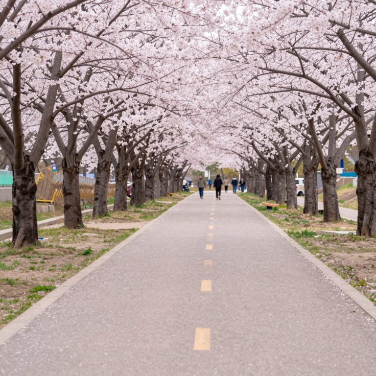 봄날 중랑천을 따라 흐드러지게 핀 분홍빛 벚꽃 길 풍경