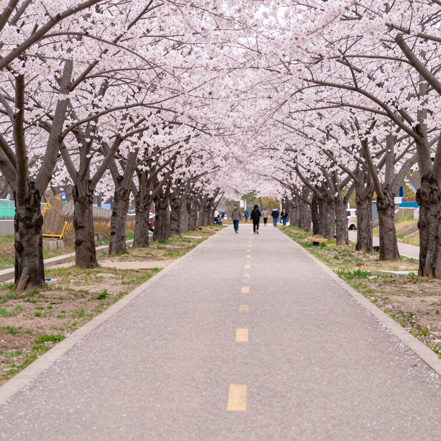 봄날 중랑천을 따라 흐드러지게 핀 분홍빛 벚꽃 길 풍경