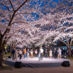 인천 자유공원 벚꽃축제 야간 공연과 벚꽃 조명이 어우러진 모습