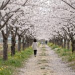 강서 낙동강 30리 벚꽃축제 2026 일정과 꿀팁 낙동강변을 따라 핀 벚꽃 터널과 유채꽃 밭의 봄 풍경