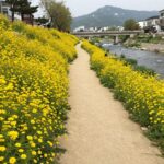 2026 의성 산수유마을 꽃맞이행사 봄날의 노란 선물 의성 산수유마을 실개천을 따라 이어진 노란 꽃길 산책로 풍경