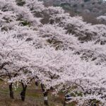 2026년 목포 유달산 봄축제 즐기기 완벽 정보 2026년 유달산 봄축제 노적봉 일원의 벚꽃과 축제 풍경