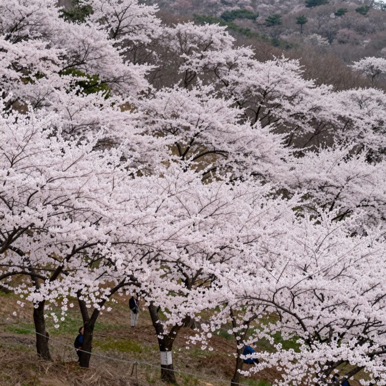 2026년 유달산 봄축제 노적봉 일원의 벚꽃과 축제 풍경