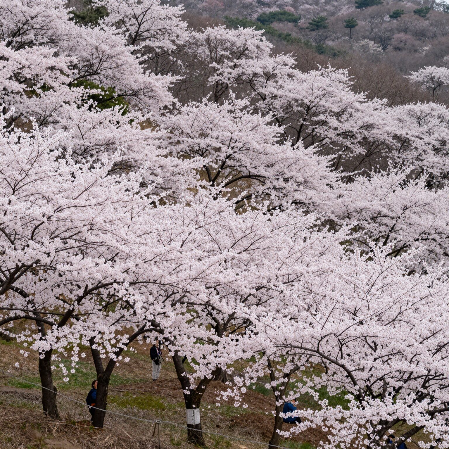 2026년 유달산 봄축제 노적봉 일원의 벚꽃과 축제 풍경