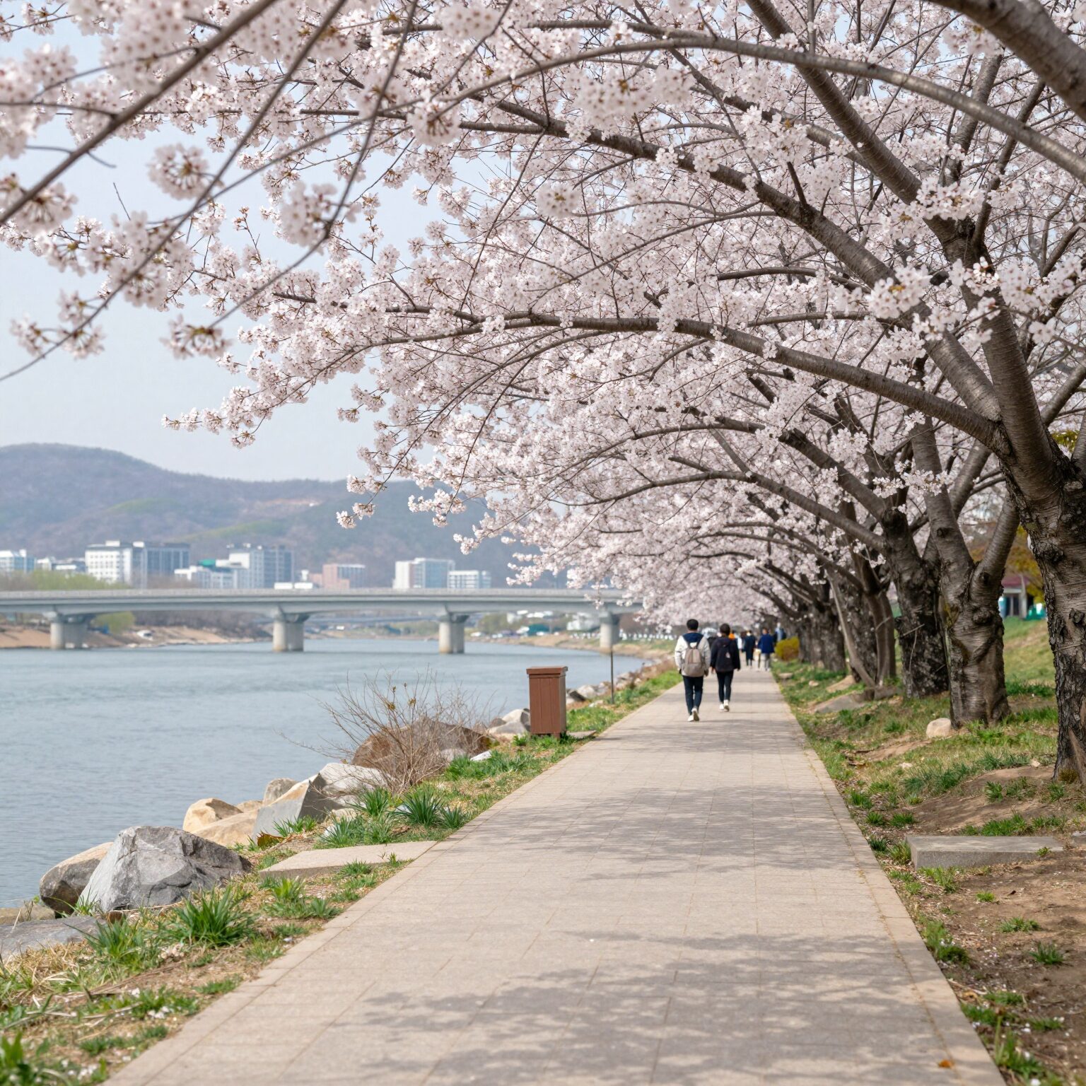 양평 갈산공원 벚꽃 터널과 남한강 풍경
