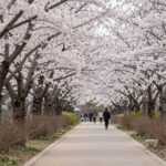 2026 양산 물금벚꽃축제 방문 전 핵심 정보 정리 양산 황산공원 벚꽃길 터널 전경