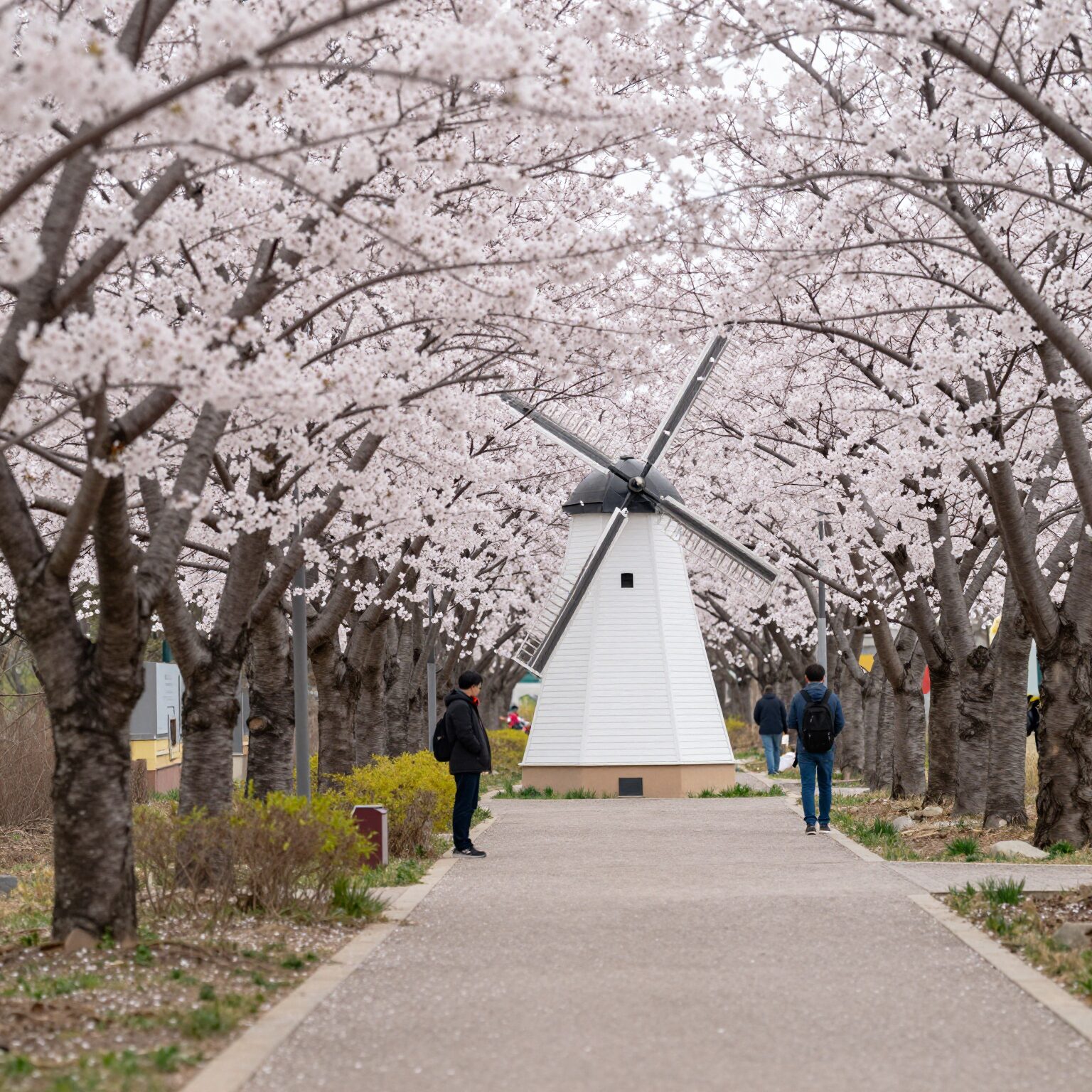 여주 흥천남한강 벚꽃축제장의 벚꽃 터널과 풍차 포토존 풍경
