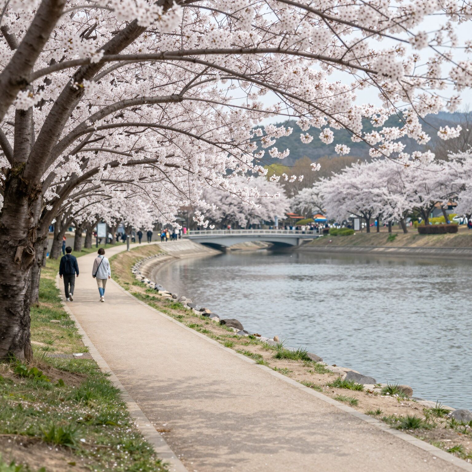 영랑호 수윗길에서 바라본 벚꽃과 호수 풍경. 벚꽃 터널 아래로 잔잔한 호수물과 설악산이 보인다.