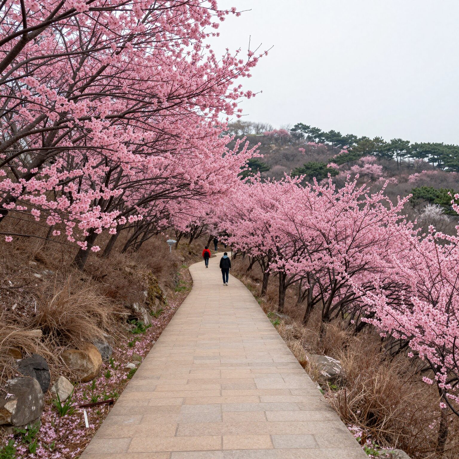 불암산 철쭉동산 데크 산책로와 핑크빛 철쭉 꽃길