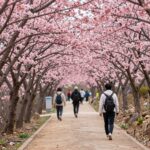 봄철 두위봉 철쭉길에 핀 분홍색 철쭉꽃과 등산객들