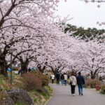 제주 골체오름 벚꽃축제 전경, 분홍빛 벚꽃이 핀 오름과 사람들