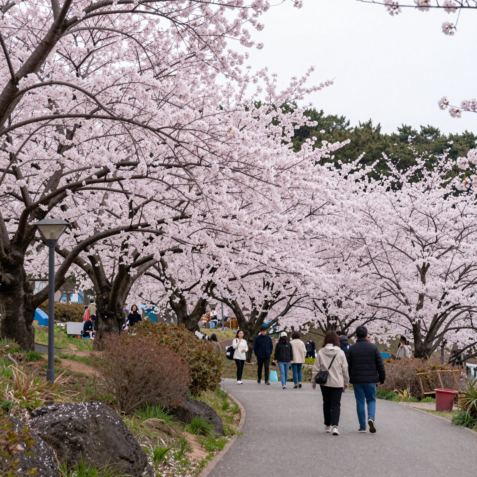 제주 골체오름 벚꽃축제 전경, 분홍빛 벚꽃이 핀 오름과 사람들
