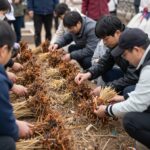 2026년 한라산 청정 고사리축제 체험과 모든 정보 한라산 청정 고사리축제에서 참가자들이 고사리 꺾기 체험과 전통 고사리 음식을 만들고 있는 현장 사진