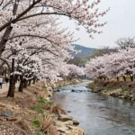 2026년 봄 유채꽃이 만발한 회룡포 전경, 내성천과 함께 펼쳐진 아름다운 풍경