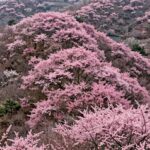 황매산 정상 부근에서 바라본 분홍색 철쭉 군락지와 울창한 산림의 풍경