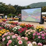 대구 이곡장미공원에서 핀 다양한 색상의 장미와 축제 포토존
