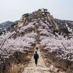 소백산 철쭉 능선과 등산로 전망 사진
