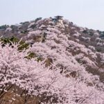 영주 소백산 철쭉제 분홍빛 철쭉 능선과 축제 장소 풍경