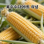 옥수수 다이어트 제대로 하는 법 옥수수 다이어트 식단 구성 참고 이미지