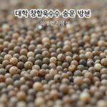 대학찰옥수수 제철 맞아 맛있게 삶는법 대학찰옥수수 삶은 모습 윤기 나는 알갱이
