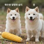 강아지 옥수수 심지 위험 알맹이 급여 팁 강아지 옥수수 알맹이와 심지 비교 사진, 심지는 장폐색 위험이 있음