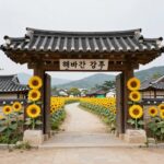 함안 강주 해바라기 축제 준비와 즐기는 법 함안 강주 해바라기 마을 입구 모습, 노란색 해바라기 그림과 귀여운 장식으로 꾸며져 있음