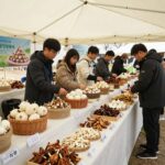 2026 남해 마늘한우축제 현장 모습과 다양한 마늘 전시품
