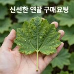 연잎 파는곳 온라인 오프라인 구매처 신선한 연잎 구매 요령
