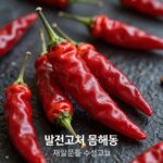 빨간고추 꿈해몽 재물운을 상징하는 빨간 고추