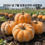 제주 단호박 가격 7월 시세 분석 2026년 7월 제주 단호박 가격 시장 정보
