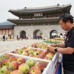 전주 복숭아 축제 2026년 올해도 달콤한 말랑이 전주 복숭아 축제 풍남문 광장에서 판매 중인 탐스러운 복숭아 상자들