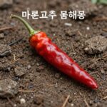 마른고추 꿈해몽 상황별 의미 총정리 마른고추 꿈해몽 마른 고추의 상징과 에너지 흐름
