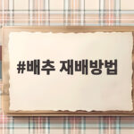 배추 재배방법
